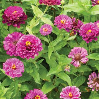 Purple Prince Zinnia Thumbnail